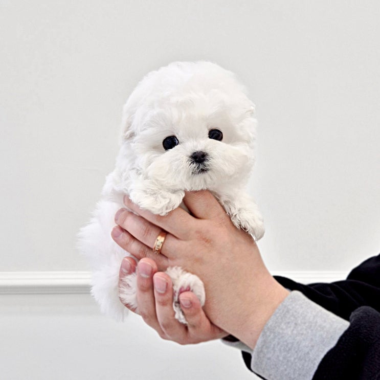  용인강아지분양, 우리 가족의 행복이 시작된 날 소형견 분양 찐후기