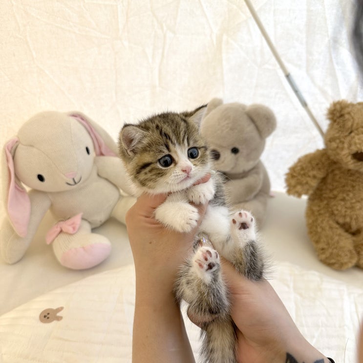  먼치킨분양, 울산 티니미니와 함께하는 특별한 만남 ! (새로운 가족을 찾아요)