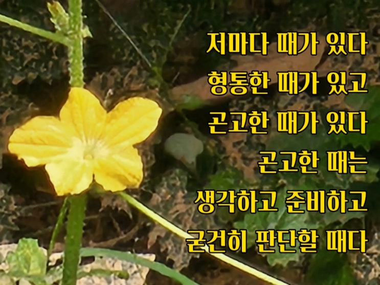  jms 정명석목사 잠언 ㅡ 저마다 때가 있다