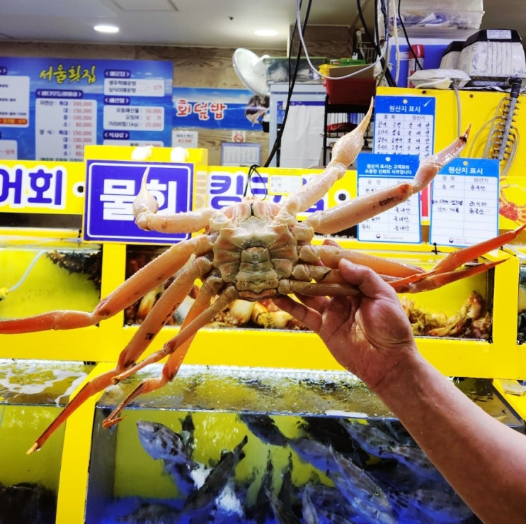  속초 여행 첫날: 속초 중앙 시장 대게 홍게 1kg 가격