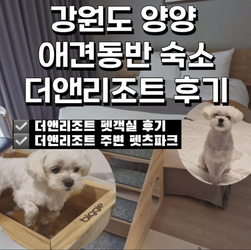 강원도 양양 반려견동반 숙소 추천 더앤리조트 애견 펫룸 후기