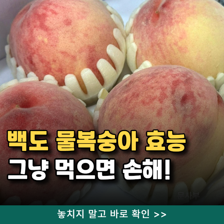  물복숭아 백도 효능 몰랐으면 병원비 큰일날 뻔..딱복숭아 비교