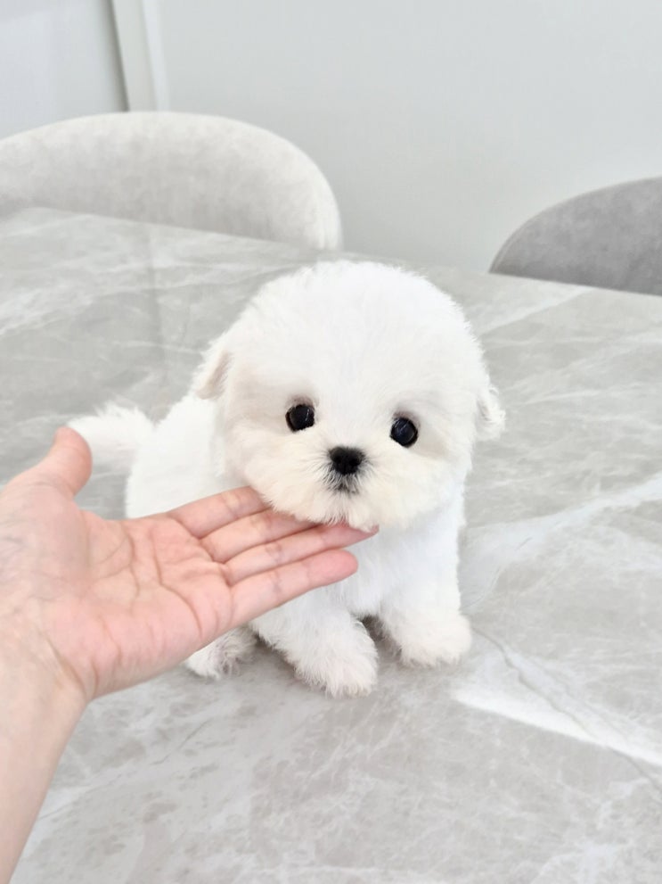  안성강아지분양 고민 중이라면? 진짜 키워본 애견분양후기