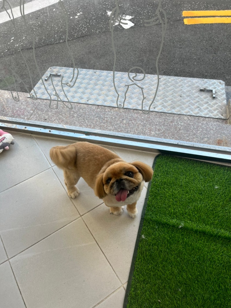 핫DOG