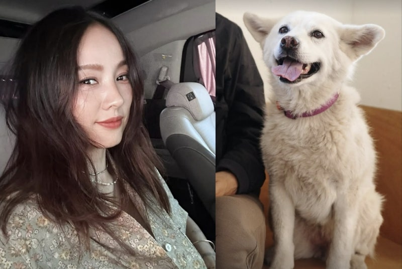 "잘 가라"…이효리♥이상순 반려견 순심이 이어 암 말기 석삼이 무지개다리 건넜다