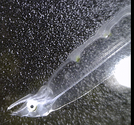 2-2. Ophichthus sangjuensis (leptocephalus; Ophichthidae ) フチナシウミヘビ 상주물뱀 렙토세팔루스