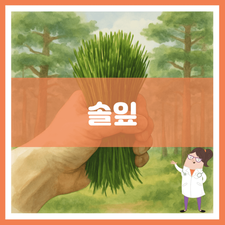  솔잎 효능 부작용 먹는 방법