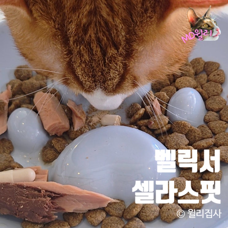  벨릭서 셀라스핏 고양이 강아지 당뇨, 비만관리 항암보조제