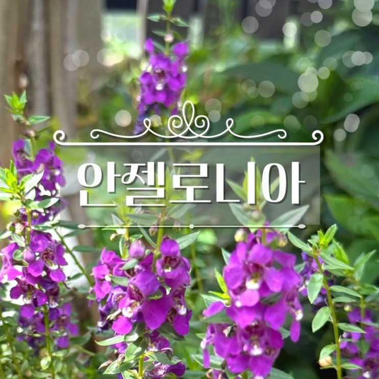  안젤로니아 키우기 월동 꽃 꽃말 씨앗