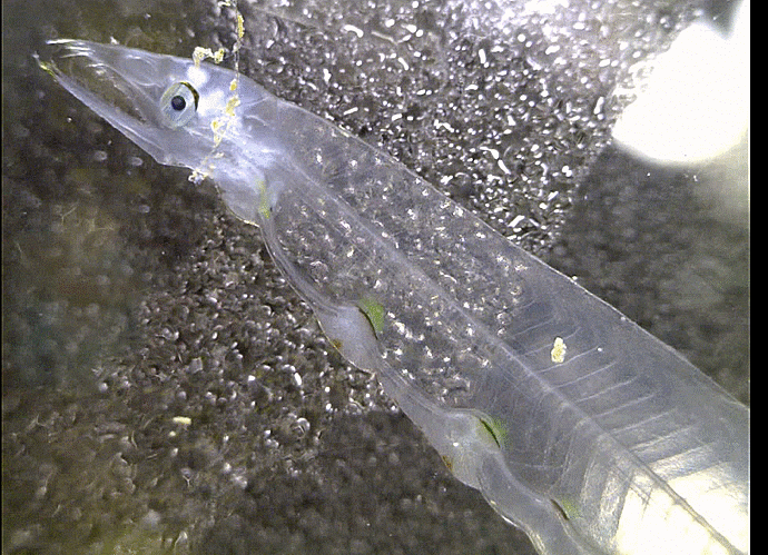  Echelus cf. uropterus ( leptocephalus;Family Ophichthidae  )  ヒレアナゴ   類似 날붕장어 유사 렙토세팔루스