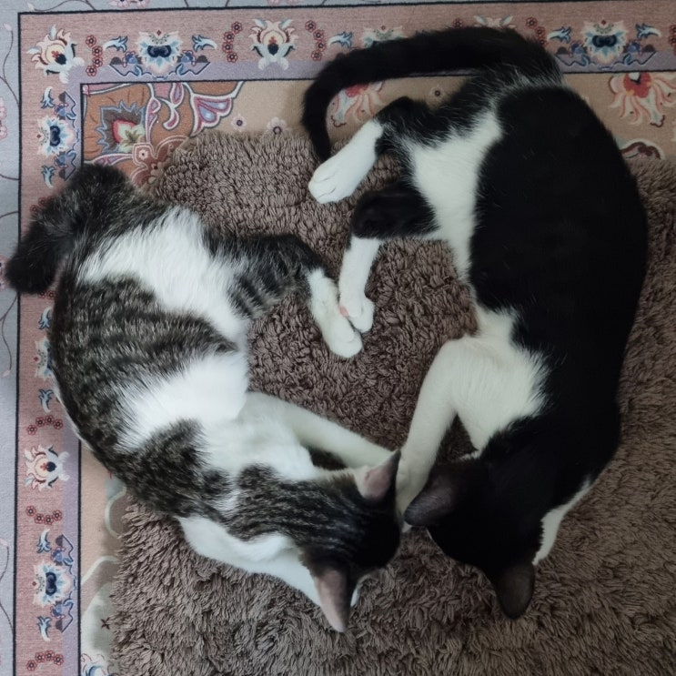  고양이 꾹쭙이 중단이 체중증가에 미치는 영향, 후추는 왜 살이찔까