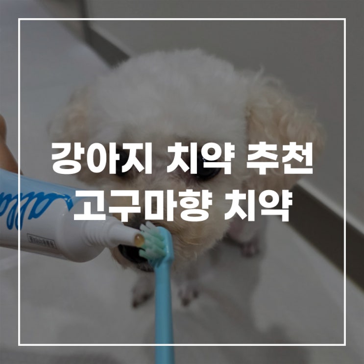  강아지 치약 추천 입냄새 구취제거 고구마향치약 닥터오레고닌올댕티스