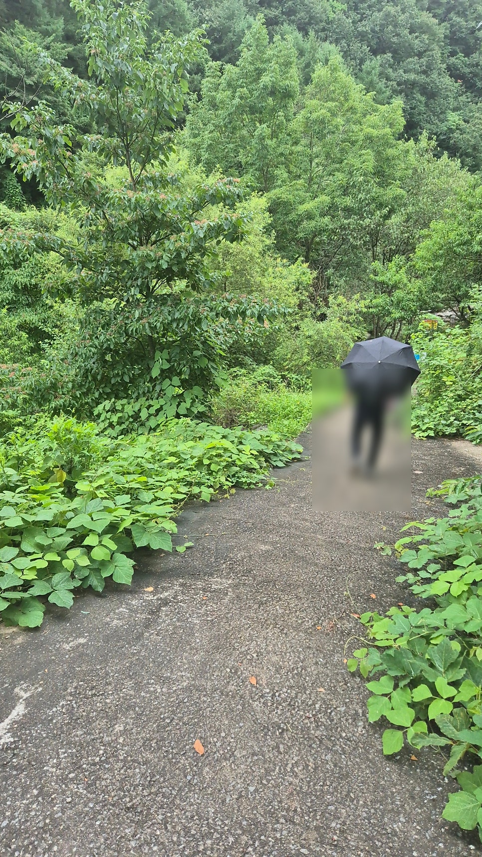 소백산가는길펜션 사진 6