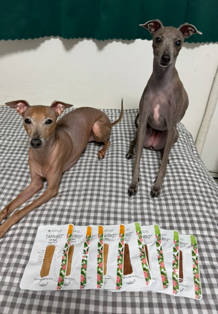  강아지간식으로 이런 게?! [시그니처바이 타히보독 돼지 신장&간] 먹여본 솔직 리뷰