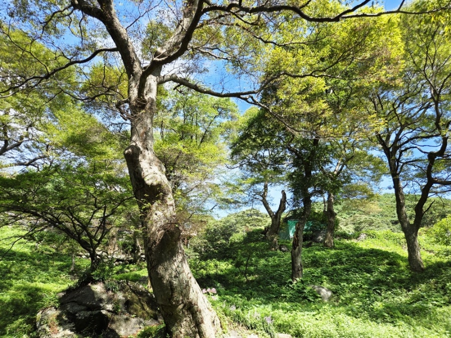 도곡지 사진 5