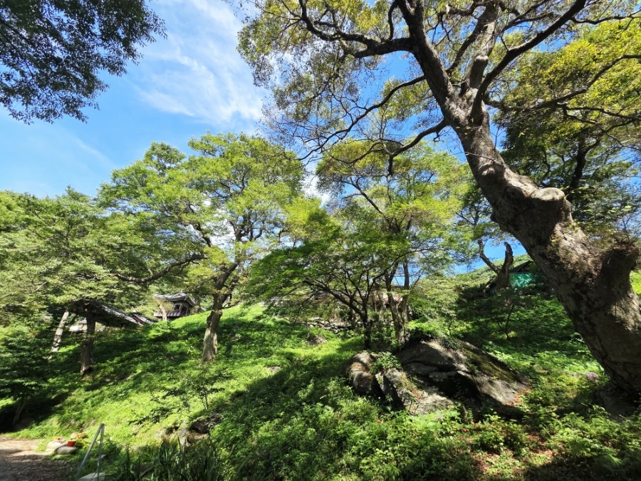 도곡지 사진 6