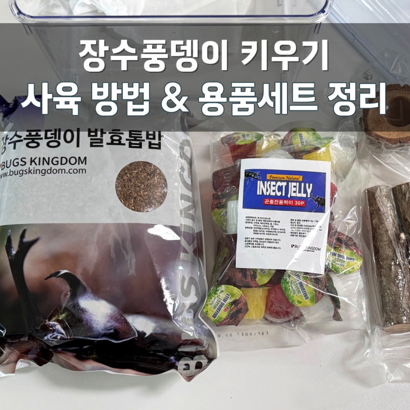 장수풍뎅이 키우기 세트 먹이, 사육장 가격