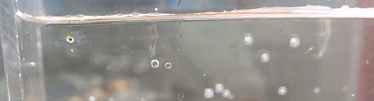 2-1. Ophichthus sangjuensis (leptocephalus; Ophichthidae ) フチナシウミヘビ 상주물뱀 렙토세팔루스