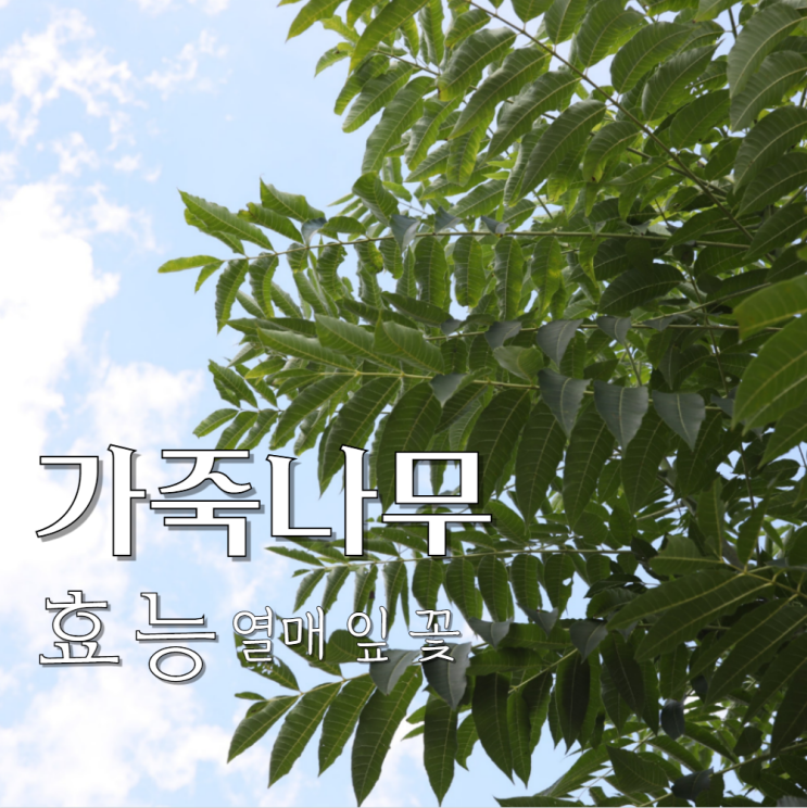  가죽나무 포토 열매 잎 꽃 효능
