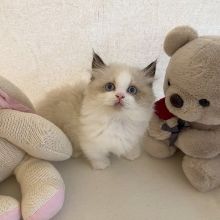  래가퍼분양 , 랙돌이 숏레그 라고?