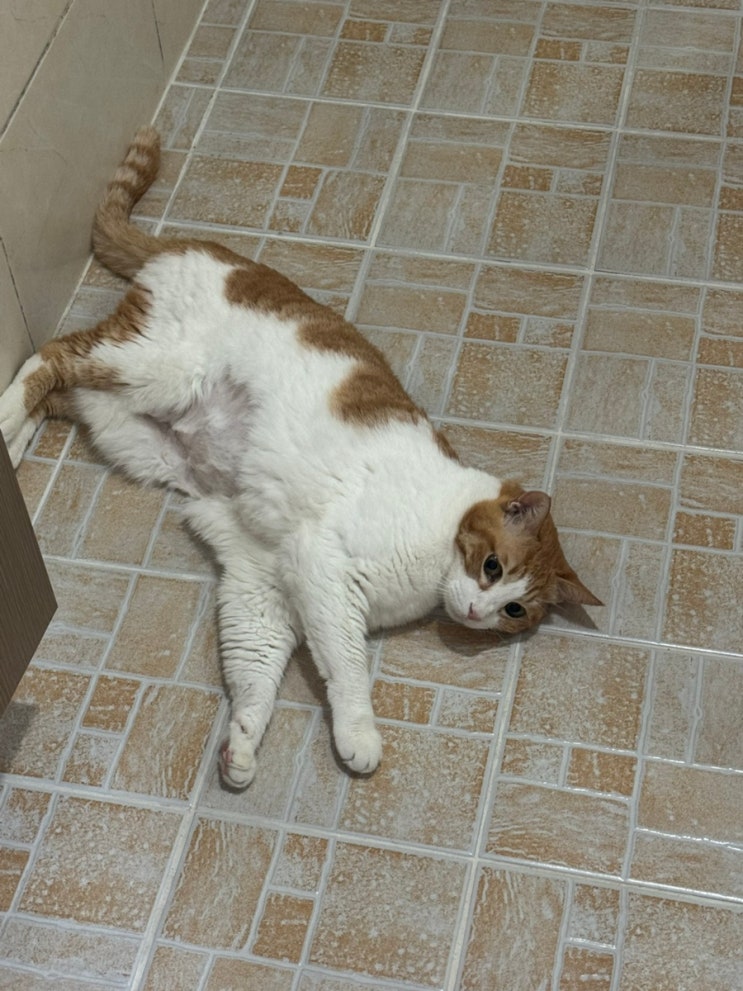 고양이 결장 림포마 결장 림프종 호스피스 일지 (D+89~D+97)