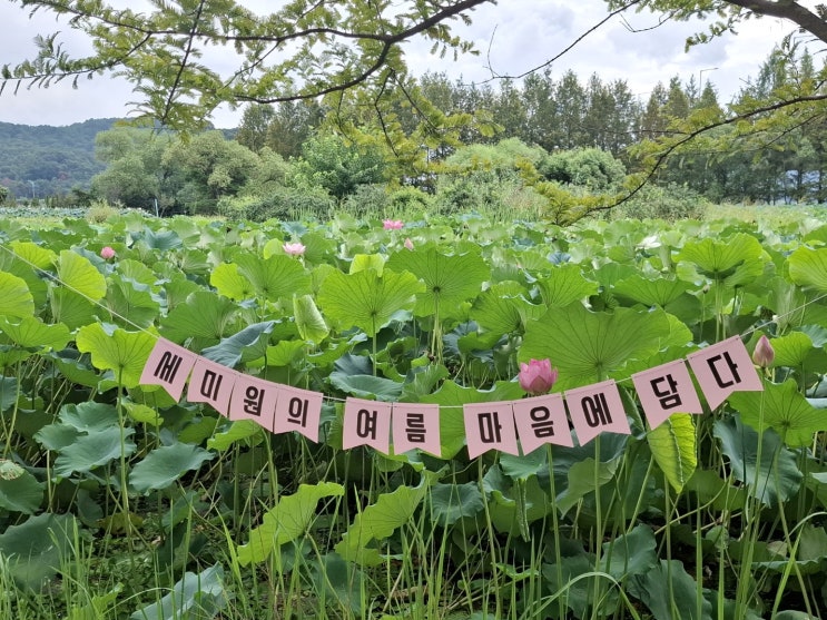  여름 끝자락, 양평 세미원에서 느낀 여유