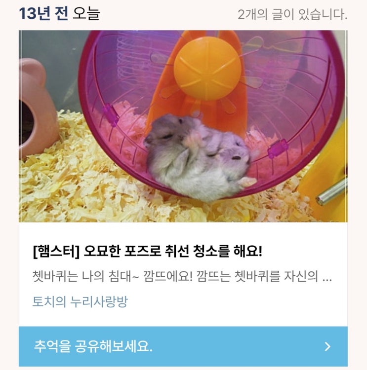  [13년 전 오늘] [햄스터] 오묘한 포즈로 취선 청소를 해요!
