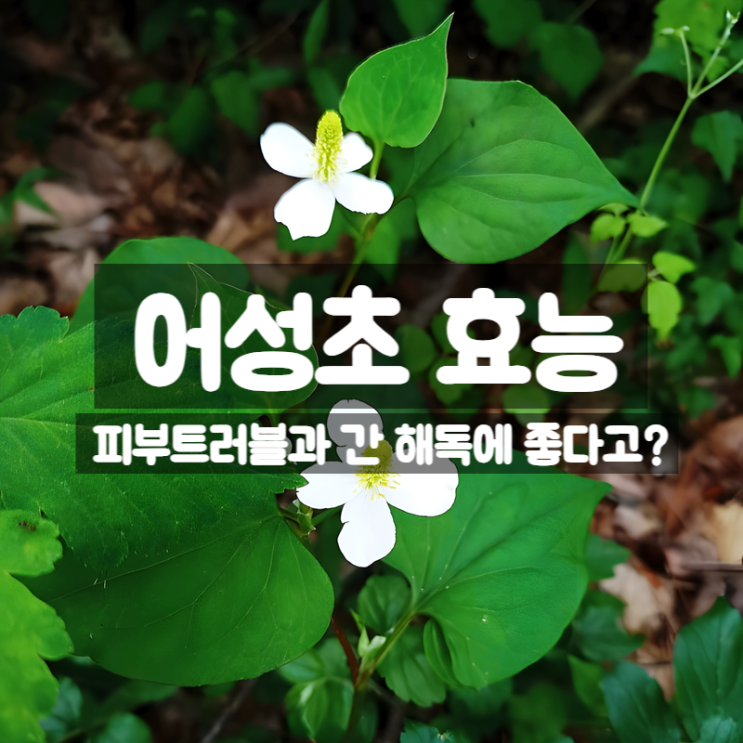  어성초 효능 활용법 부작용 – 피부와 해독에 좋은 약초