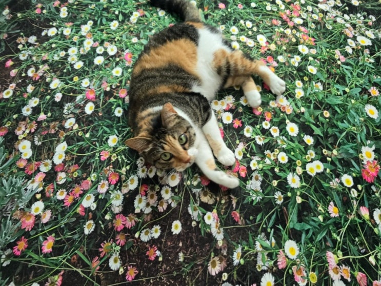  내돈내산 고양이 집사 필수 카페트 Flower garden landscape rug  리뷰