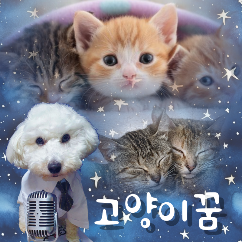 고양이 여러마리 키우는 꿈 상황별 해몽