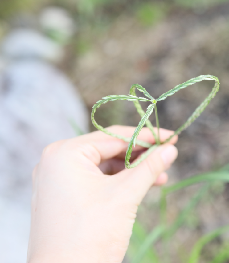  나도바랭이새 포토 꽃 특징 정리!