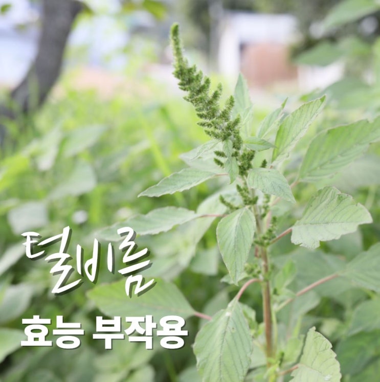 털비름 포토 효능 잎 나물 먹는방법