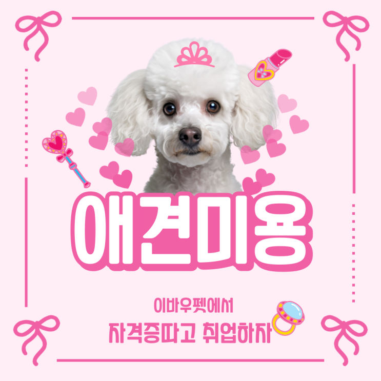  애견미용 전문가가 되는 길, 마포애견미용학원 선택 가이드