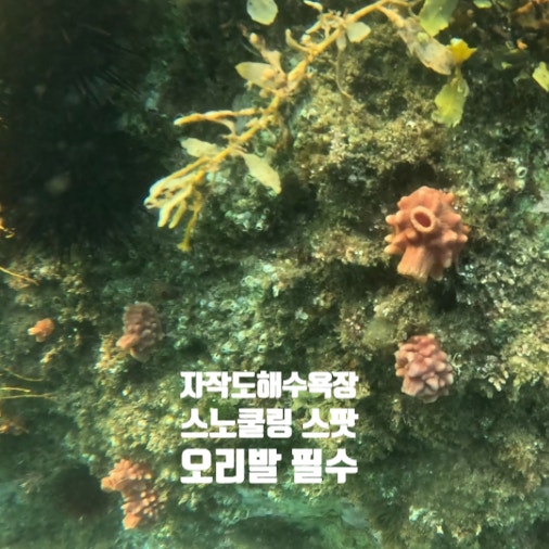  강원도 고성 | 자작도 해수욕장 스노쿨링 스팟 멍게 성게 포인트 군사지역 반대편 위치 미개장 해변