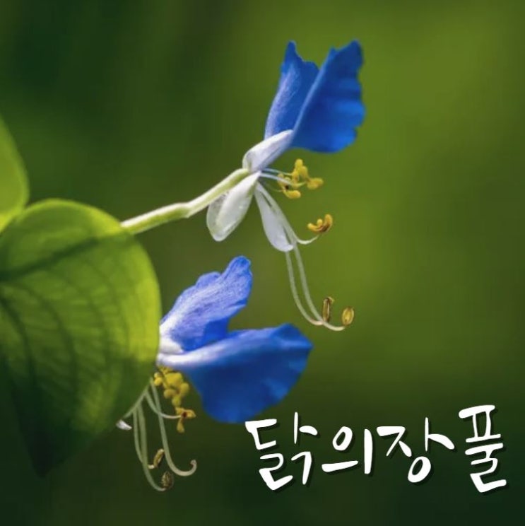  닭의장풀 꽃 포토 꽃말 잎 달개비