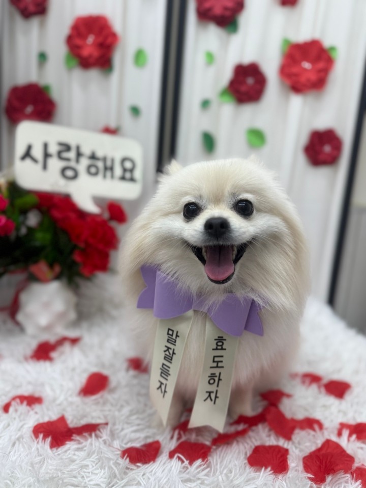  [젤리펫살롱 후기모음] 송도/배곧애견미용 사랑스런 강아지 미용!