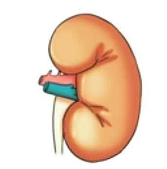  신장 감염 신우신염, 배뇨 시 통증과 고열, 급성 신우신염 예방과 치료 가이드