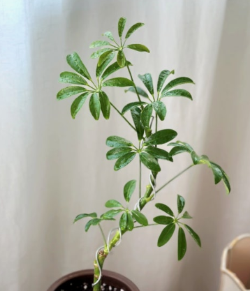  홍콩야자 키우기, 밋밋한 화분을 '멋진 외목대'로! (가지치기, 물주기 꿀팁)