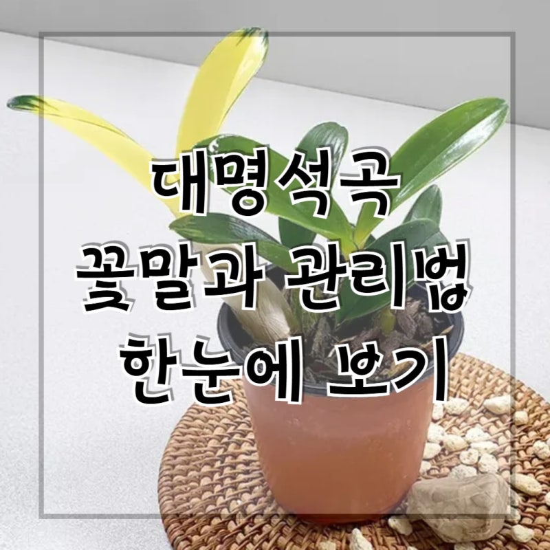 대명석곡 키우기 | 꽃말 분갈이 방법 물주기 번식까지 총정리