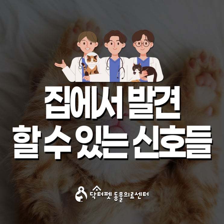  강아지 고양이가 이상해요! 집에서 발견할 수 있는 몸의 신호들 부산 동물병원
