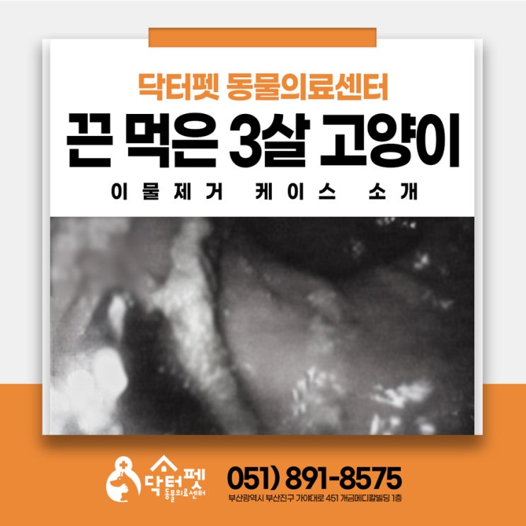  끈 먹은 3살 고양이 두 달 만에 발견 이게 가능해?부산 위내시경 동물병원 닥터펫