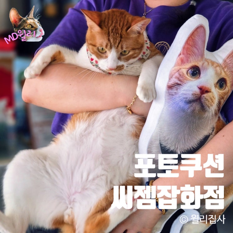  포토 쿠션 주문 제작 씨젬잡화점 나만의 반려동물 사진 인형
