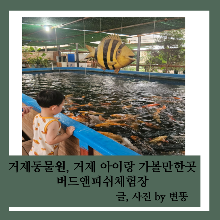  거제동물원, 경남실내동물원, 거제아이랑 가볼만한 곳: 버드앤피쉬체험장