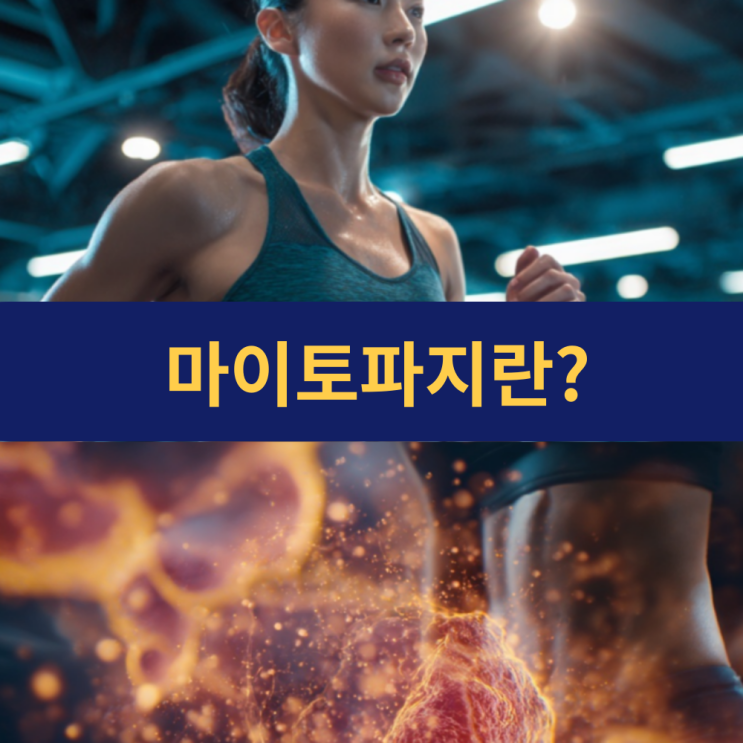  마이토파지 | 세포 속 미토콘드리아를 되살리는 생명력의 열쇠