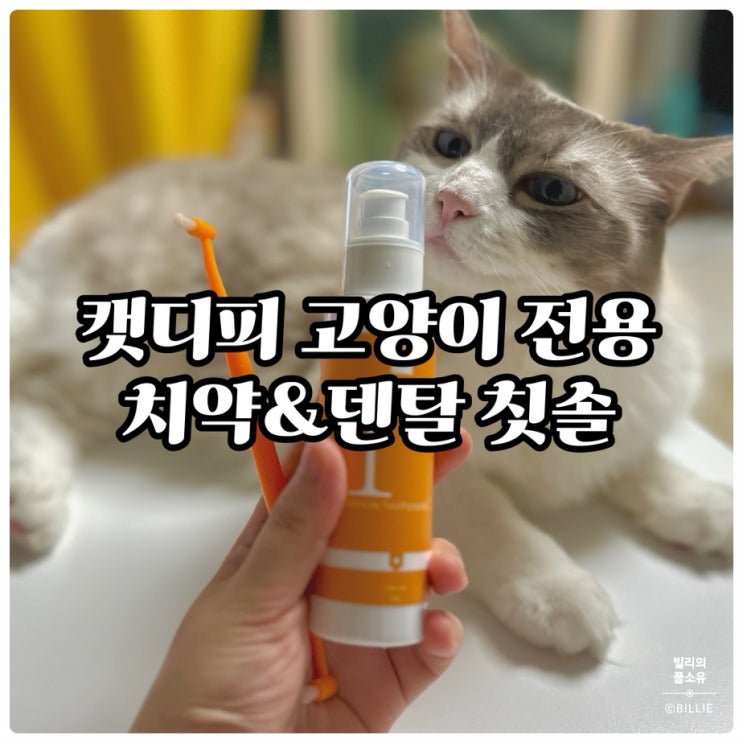  캣디피 원미닛 치약 & 덴탈 칫솔로 고양이양치시키기!