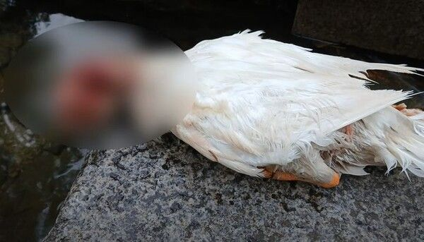  10대가 던진 돌에 눈 잃은 '삼성천 오리'…끝내 사체로 발견