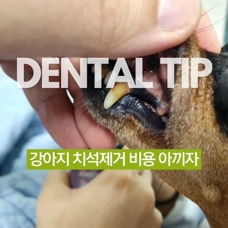  강아지 치석제거 비용, 마취 없이 스프레이로 줄인 후기