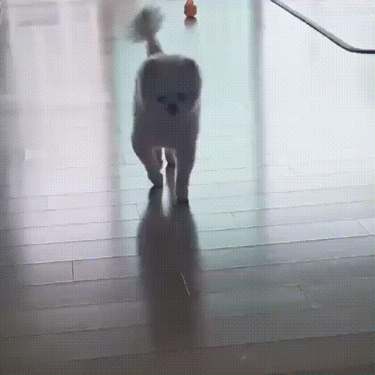 강아지 고양이 슬개골 관절 영양제 추천 안티놀 래피드성분 효과 장단점 후기 설채현 수의사