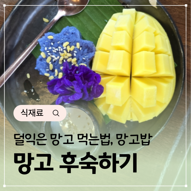  덜익은 망고 먹는법 후숙방법 ft. 망고밥