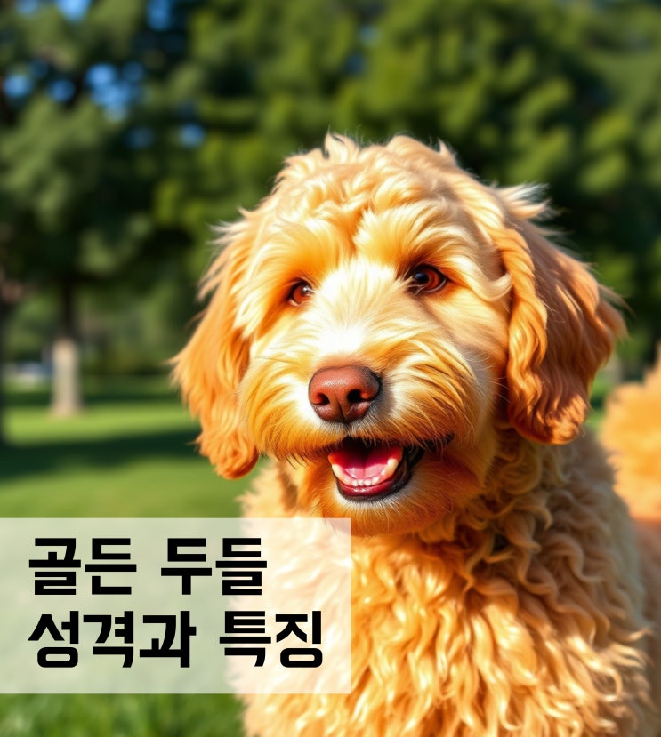  골든 두들 강아지 성격과 특징